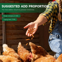 MASUCVE BSFL chickens eating treats for protein-packed nourishment.