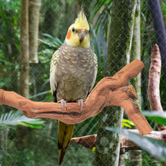 Matutinus bird perch stand set demonstrates multi-size enrichment for diverse flock.