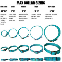 Max and Neo reflective stitching on teal collar boosts nighttime safety