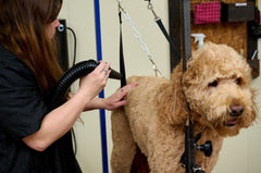 METROVAC MB-3V hose and attachments enable precise deshedding and comfortable drying.