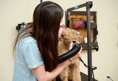 METROVAC MB-3V in-use grooming session shows fast, safe drying for multiple pets.