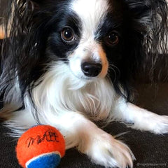 Midlee squeaky mini tennis ball in action with a small dog fetching
