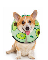 MIDOG avocado donut collar on a dog, protecting wounds during recovery