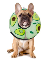 MIDOG avocado donut cone on a dog provides post-surgery protection.