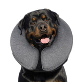 MIDOG inflatable-donut-collar-on-dog demonstrates breathable recovery protection.