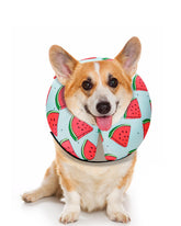 MIDOG inflatable donut collar Watermelon S front view supports gentle post-surgery protection