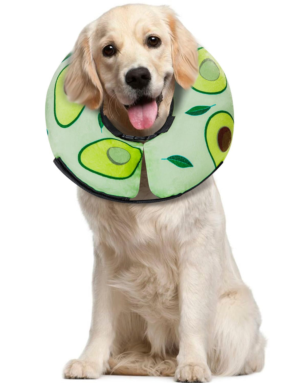 MIDOG inflatable donut cone collar on a dog keeping wounds protected after surgery