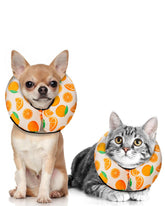 MIDOG inflatable donut cone orange XS in use to prevent licking during recovery