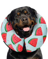 MIDOG Watermelon XL inflatable donut collar front view, soft protective barrier for post-surgery recovery.