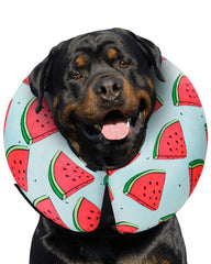 MIDOG Watermelon XL inflatable donut collar front view, soft protective barrier for post-surgery recovery.