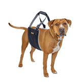 Mighty Paw dog lift harness hind-leg lift shows gentle hind-end support during transfers