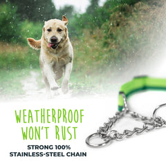 Mighty Paw Martingale Collar 2.0 two D-rings for versatile training use