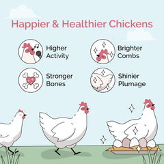Mile Four Organic Chicken Feed 18% protein close-up supports healthy growth and steady egg production