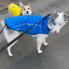 Mile High Life dog raincoat reflective stripe close-up enhances visibility during low light.