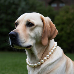 MISS PET stainless steel-core collar close-up shows durable design for active dogs