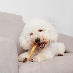 MON2SUN small-dog puppy chew session highlighting gentle chew for tiny mouths.
