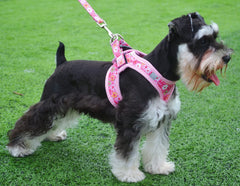Moonpet Step-In Harness with reflective strips enhances visibility during night walks.