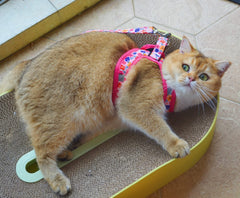 Moonpet Step-In Harness Romantic Sakura padded mesh boosts comfort during long strolls.