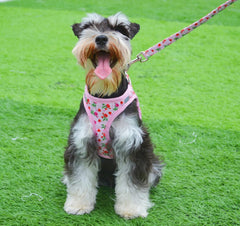 Moonpet step-in valentines harness with leash paired for easy walks.