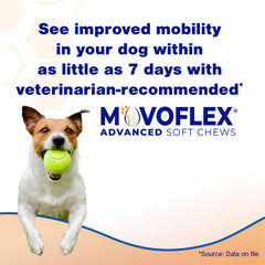 Movoflex soft chews chicken flavor close-up encourages daily use.