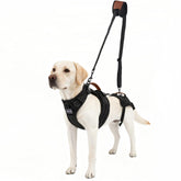 Moysoon dog lift harness full-body support during a secure walk