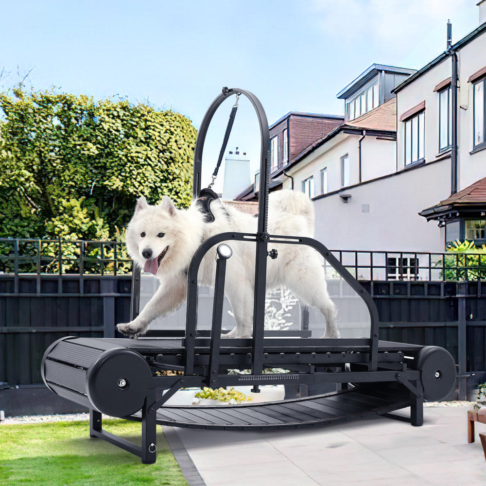 Moysoon dog treadmill indoors setup for daily energy burn.