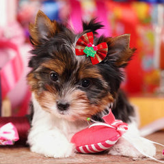 Mruq pet dog bows with rubber bands keep tiny styles secure during play.