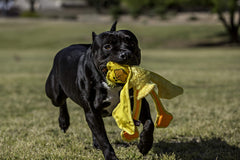 Multipet Skele Monkey squeaker-head toy adds engaging sound for interactive play