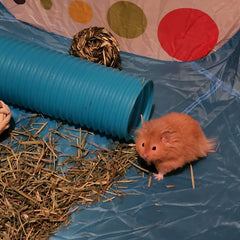 MUYG plastic hamster tunnels blue assembled layout offers a safe exercise path