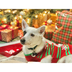NACOCO dog snowman sweater model wearing, ideal for Christmas photos.