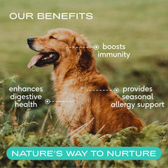 Native Pet Colostrum immune support bottle highlights dog wellness.