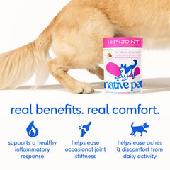 Native Pet Pain Relief for Dogs ingredients panel highlights Green Lipped Mussel, Collagen, and Turmeric.