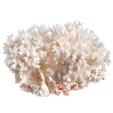Nautical Crush Trading White Lace Coral closeup for coastal decor inspiration