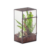 NCYP glass terrarium with side door for easy access and display.