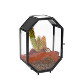 NCYP mini glass terrarium octagon view showcases compact desktop decor for succulents and tiny insects