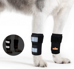 NeoAlly front leg brace for dogs and cats stabilizes movement during activity.