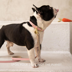 Nina Woof reinforced hardware closeup highlights secure grip during long neighborhood strolls.