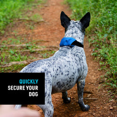 Nite Ize Raddog blue collar-retractor: built-in retractable 36-inch leash for reach.