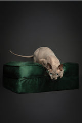 NOAH & PAW small dog bed inner cover shown as washable layers for mess-free care.