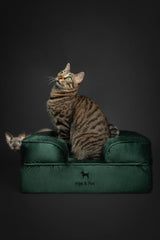 NOAH & PAW small dog bed memory foam close-up highlights contouring comfort.