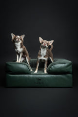 NOAH & PAW dog bed cooling-gel-infused foam helps regulate temperature during naps.