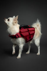 NOAH & PAW breathable mesh vest keeping a dog cool during outdoor activities