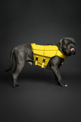 NOAH & PAW Dog Life Jacket XL dog swimming in pool with buoyant comfort.