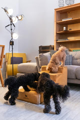 Noah & Paw dog stairs leather collection dense foam 35 density for stable support