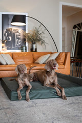 NOAH & PAW egg-shell memory foam with cooling gel visible in top layer.
