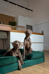 NOAH & PAW Giant Dog Bed XXL cooling gel layer visible for temperature regulation.