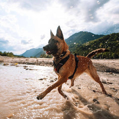 Non-stop dogwear Rock Harness under-chest attachment supports tracking lines
