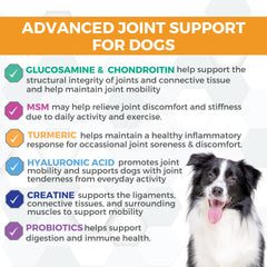Nootie Progility bottle-front-label highlighting ingredients and vet-grade formulation.