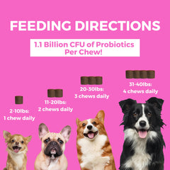 Nootie Progility Mini dog chew in bowl showcasing digestion-friendly taste