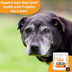 Nootie Progility Mini hip-joint chew bottle and chews for convenient daily joint support.